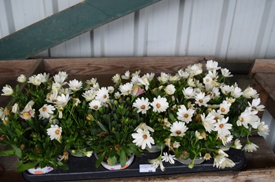 Lot 68 - 1x tray hardy osteosperum