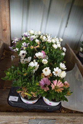 Lot 78 - 1x tray hardy osteosperum