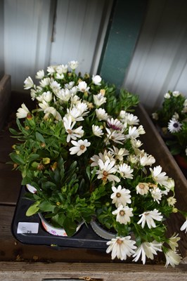 Lot 79 - 1x tray hardy osteosperum