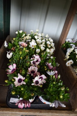Lot 80 - 1x tray hardy osteosperum