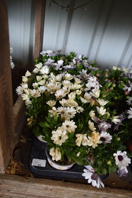 Lot 81 - 1x tray hardy osteosperum