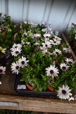 Lot 82 - 1x tray hardy osteosperum