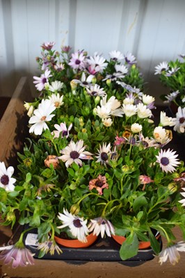 Lot 83 - 1x tray hardy osteosperum