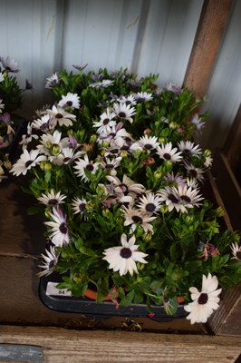 Lot 84 - 1x tray hardy osteosperum