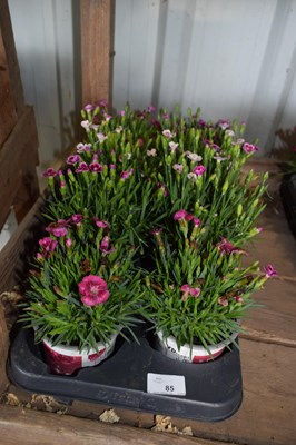 Lot 85 - 1x tray dianthus pink kisses