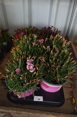 Lot 86 - 1x tray dianthus pink kisses