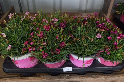 Lot 87 - 1x tray dianthus pink kisses