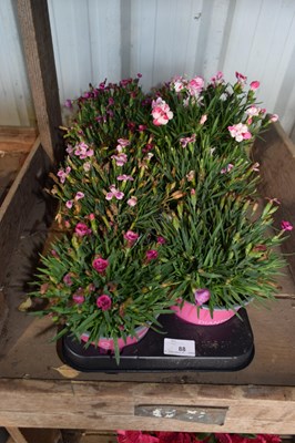 Lot 88 - 1x tray dianthus pink kisses