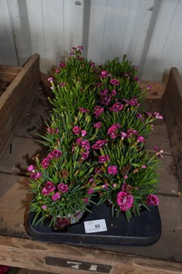 Lot 89 - 1x tray dianthus pink kises