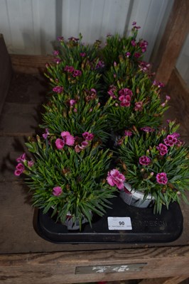 Lot 90 - 1x tray dianthus pink kises