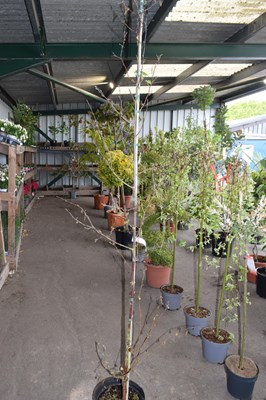 Lot 100c - Chinese Red Birch