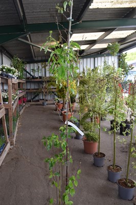 Lot 100d - Chinese red birch
