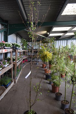 Lot 100e - chinese red birch