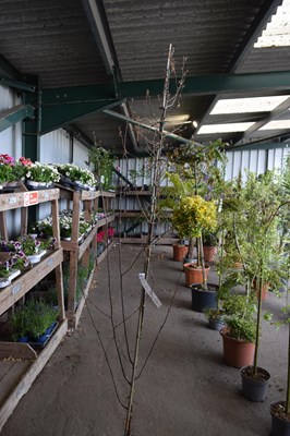 Lot 100f - chinese red birch