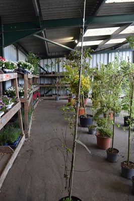 Lot 100h - chinese red birch