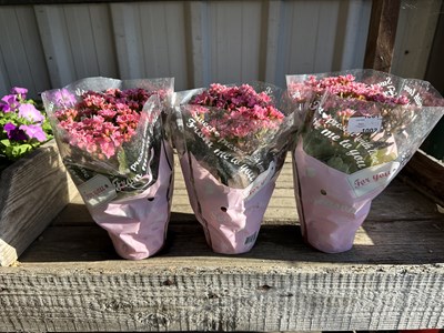 Lot 1002 - 3 x Kalanchoe Indoor plant with pink flowers