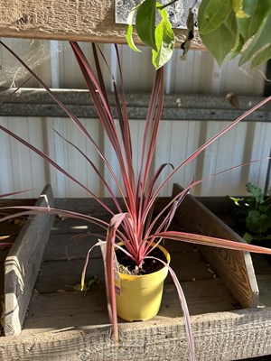 Lot 1003 - Cordyline 'Charlie Boy'