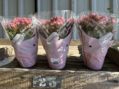 Lot 1004 - 3 x Kalanchoe Indoor plant with pink flowers