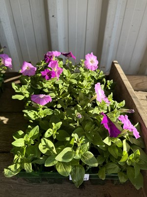 Lot 1005 - 2 x small Trays Petunias
