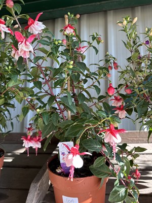 Lot 1009 - 'Bella' Fuchsia