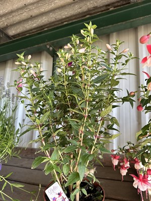 Lot 1010 - 'Bella' Fuchsia