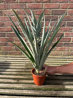 Lot 1013 - Pineapple Plant Indoor plant which likes a...