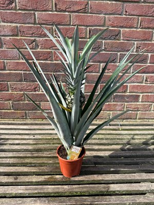 Lot 1014 - Pineapple Plant Indoor plant which likes a...