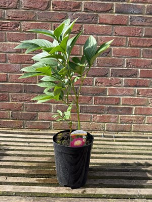 Lot 1021 - Paeonia 'Bowl of beauty'