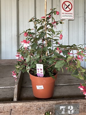 Lot 1022 - 'Bella' Fuchsia