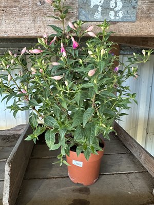 Lot 1023 - 'Bella' Fuchsia