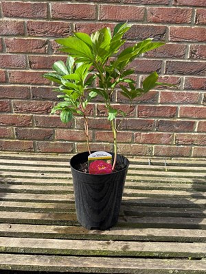 Lot 1025 - Paeonia 'Karl Rosenfield'