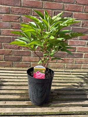 Lot 1026 - Paeonia 'Madame Emile Debatane'