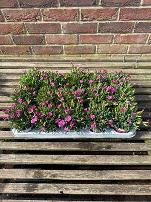 Lot 1029 - Tray Dianthus 'pink kisses'