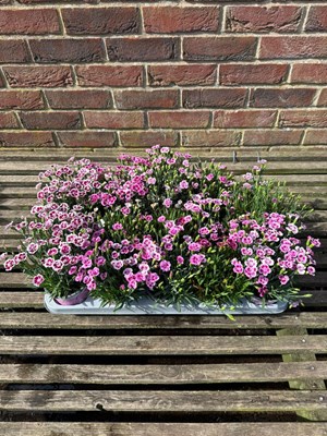 Lot 1030 - Tray Dianthus 'pink kisses'