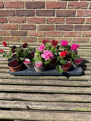Lot 1031 - Tray Ivy Geranium Perfect for hanging baskets...
