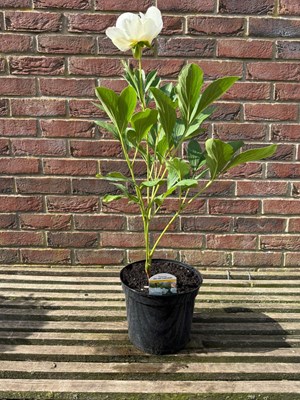 Lot 1032 - Paeonia 'Jan Van Leuwen'