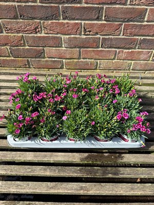 Lot 1033 - Tray Dianthus 'pink kisses'