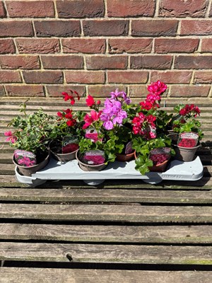 Lot 1034 - Tray Geranium "Ivy"