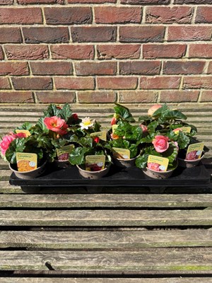Lot 1038 - Tray Begonia extra large double flowers...