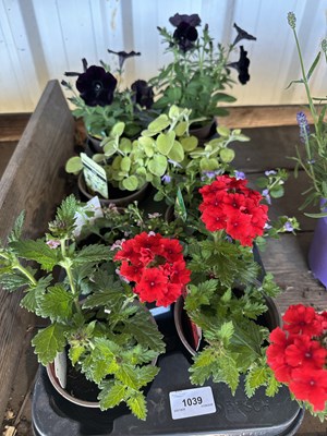 Lot 1039 - Tray Mixed inc Verbena, petunia etc