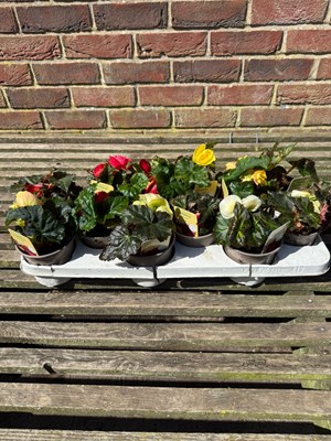 Lot 1043 - Tray Begonia extra large double flowers...