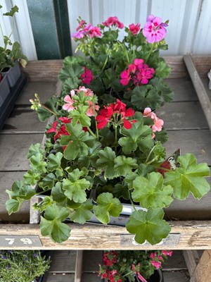 Lot 1044 - Tray Pelagonium