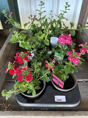 Lot 1045 - Tray inc trailing verbena and petunia etc