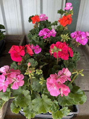Lot 1046 - Tray Geranium