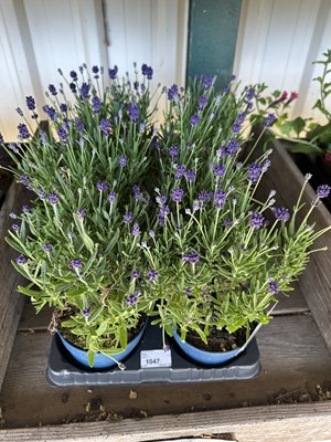 Lot 1047 - Tray Lavender 'Angustifolia'