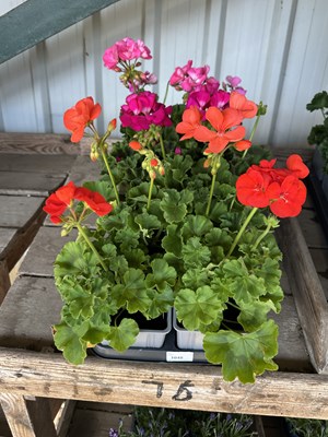 Lot 1048 - Tray Pelargonium and geranium