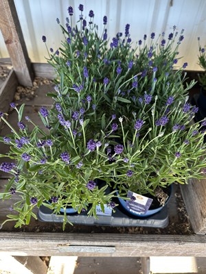 Lot 1049 - Tray Lavender 'Angustifolia'