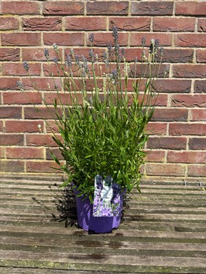 Lot 1051 - Dwarf hidcote lavender A hardy compact...