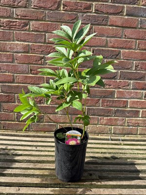 Lot 1052 - Paeonia 'Bowl of beauty'