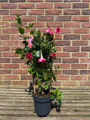 Lot 1053 - Mandevilla Vibrant trumpet shaped flowers and...